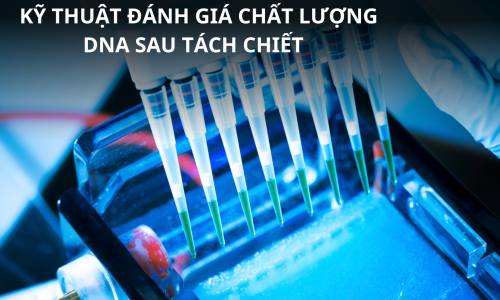 CÁC KỸ THUẬT ĐÁNH GIÁ CHẤT LƯỢNG DNA SAU TÁCH CHIẾT