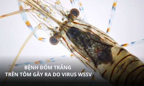 Bệnh đốm trắng trên tôm gây ra do virus WSSV